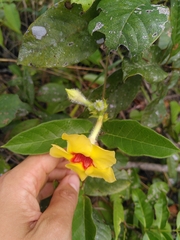 Mandevilla hirsuta