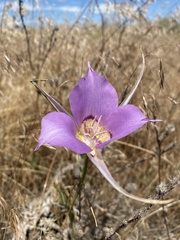 Calochortus macrocarpus
