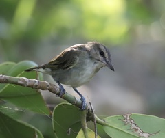 Vireo altiloquus