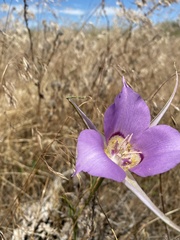 Calochortus macrocarpus