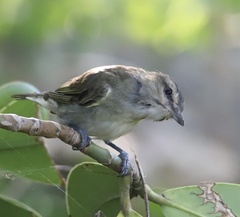 Vireo altiloquus