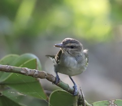 Vireo altiloquus