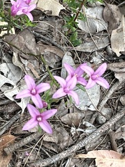Boronia spathulata