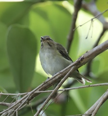 Vireo altiloquus