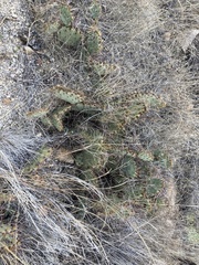 Opuntia gilvescens