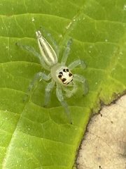 Telamonia