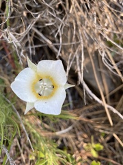 Calochortus subalpinus