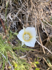 Calochortus subalpinus