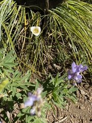 Calochortus subalpinus
