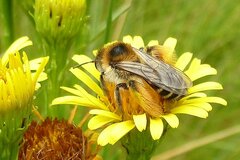 Dasypoda hirtipes