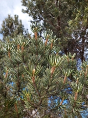 Pinus quadrifolia