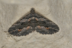 Chrysolarentia severata