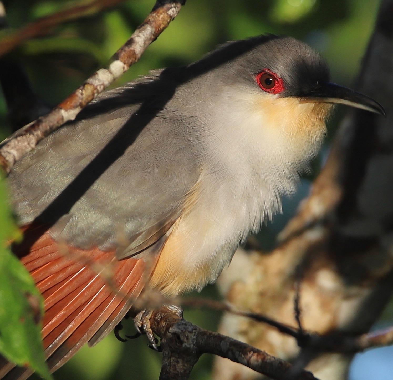 Hispaniolan Lizard-Cuckoo illustration