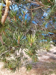 Pinus quadrifolia