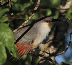 Coccyzus longirostris