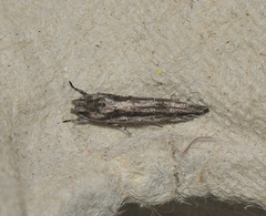 Leptozestis