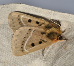 Anthela ocellata
