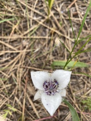 Calochortus elegans