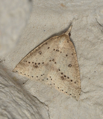 Nearcha nullata