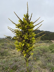 Puya chilensis