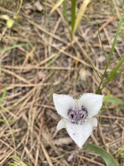 Calochortus elegans