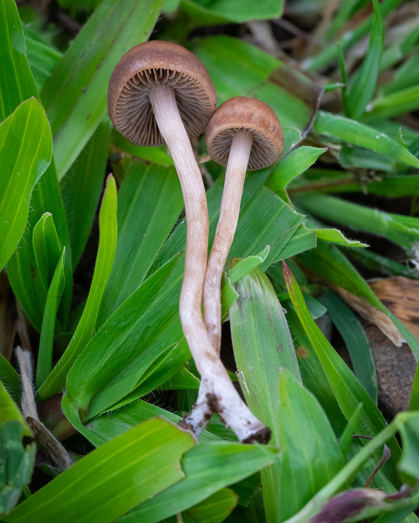 Panaeolus foenisecii · December 2022 · photo: © deniszabin (iNaturalist, cc-by)