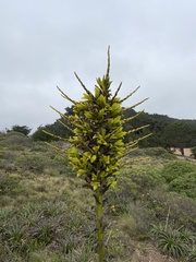 Puya chilensis