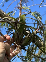Tillandsia balbisiana