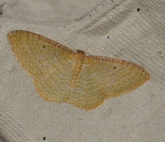 Poecilasthena pulchraria