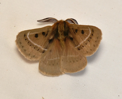 Anthela ocellata
