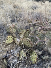Opuntia tortispina