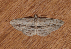 Didymoctenia exsuperata