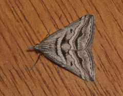 Dichromodes consignata