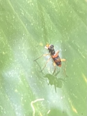Therates fasciatus