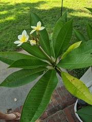 Plumeria
