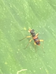 Therates fasciatus
