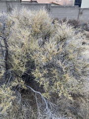 Atriplex confertifolia