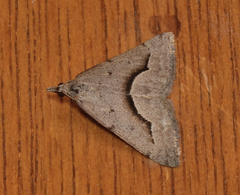 Dichromodes euscia