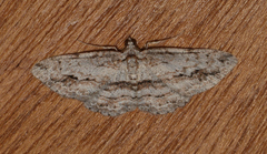 Didymoctenia exsuperata