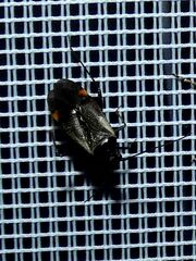 Adelphocoris seticornis