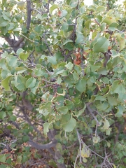 Prunus ilicifolia