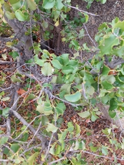 Prunus ilicifolia