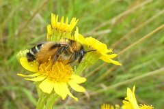 Dasypoda hirtipes