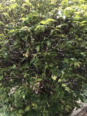 Plinia cauliflora