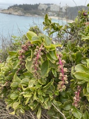 Anisomeria littoralis