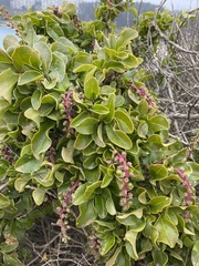 Anisomeria littoralis