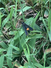 Synanthedon exitiosa