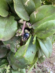 Anisomeria littoralis