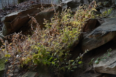 Solidago albopilosa