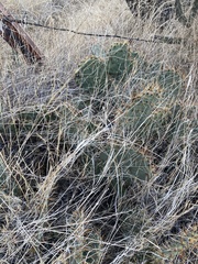 Opuntia phaeacantha